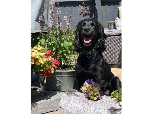 This picture of Milo is absolutely adorable. Thank you Wendi Tribe for sharing.