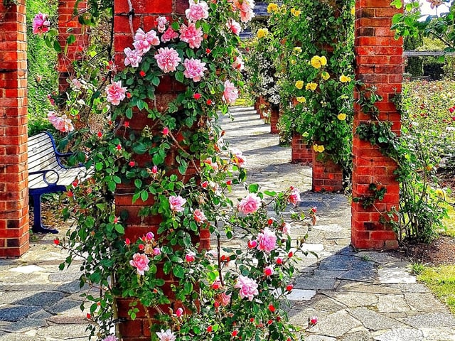 Fancy some time away from technology? Southsea Rose Garden is a great place to stroll and enjoy some well-deserved screen free time.