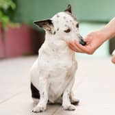 Giving a dog antibiotics (photo: Adobe)
