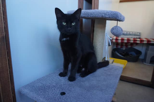 Mum cat Izzy and her 5 tiny kittens were found in a Fareham field and are being cared for by volunteers of Cats Protection's Gosport Town branch