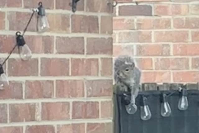 A woman who noticed light blubs missing from her garden captured the culprit on camera - a squirrel who has nabbed a whopping 25 of them. Sophie Del Gaudio O'Brien / SWNS