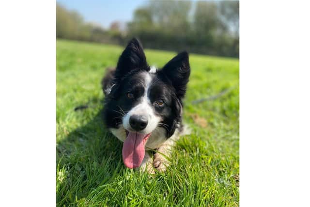 Beaulah, an eight-year-old border collie, is looking for experienced owners after living at Stubbington Ark RSPCA for a year