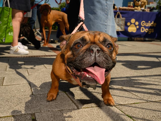 Mabel certainly wasn't camera shy. Picture: Keith Woodland (250521-63)