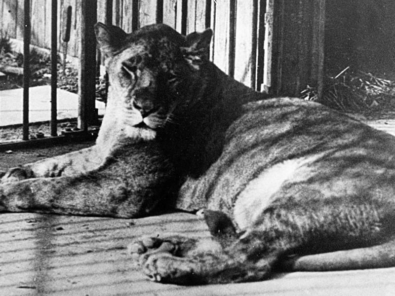 Lola the lioness from Whale Island