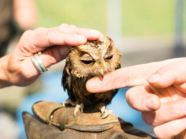 Stunning birds of prey including flying displays at the Pet Fair
