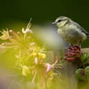 Since 2014, the RSPB has been providing expertise to Barratt Redrow to help build homes and developments in a nature-friendly way, to inspire homeowners to support wildlife on their doorstep and to influence government and the wider sector to help nature thrive.
