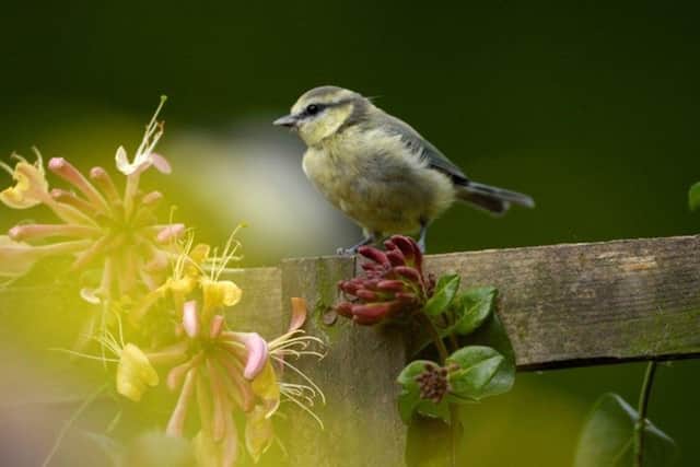 Since 2014, the RSPB has been providing expertise to Barratt Redrow to help build homes and developments in a nature-friendly way, to inspire homeowners to support wildlife on their doorstep and to influence government and the wider sector to help nature thrive.