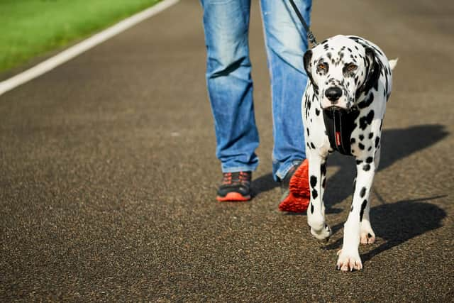 Goodwoof launches the the Big Dog Walk to raise money for Pets As Therapy, the official charity for Goodwoof 2023.