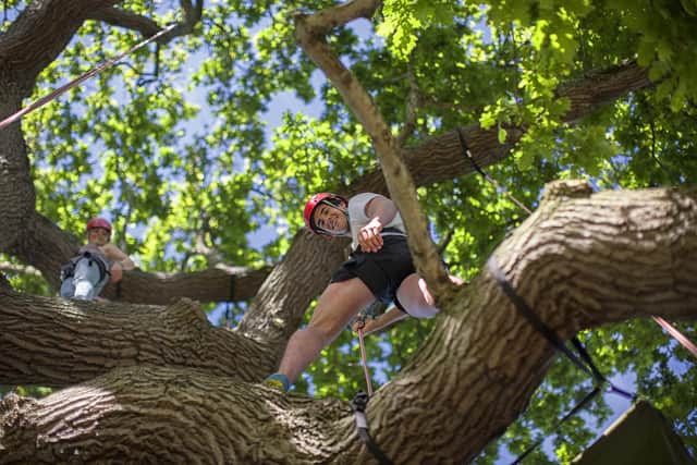 Try tree-climbing