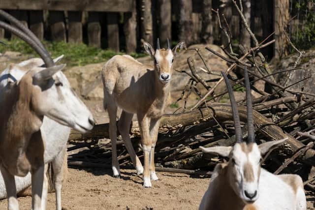 Freya, the baby scimitar-horned oryx calf with other members of the rare antelope herd at Marwell Zoo.