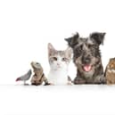 There's a week left to try and win a £50 voucher by entering The News' exciting Top Pet competition