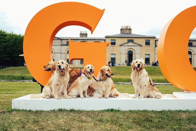 Golden retrievers at Goodwoof