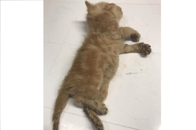 The shocking footage shows the kitten being thrown over a fence in Southampton. Picture: RSPCA.