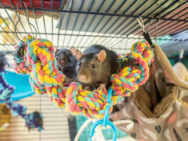 RSPCA The Stubbington Ark, Stubbington on Tuesday 13th February 2024

Pictured: Animals in need of a home

Picture: Habibur Rahman