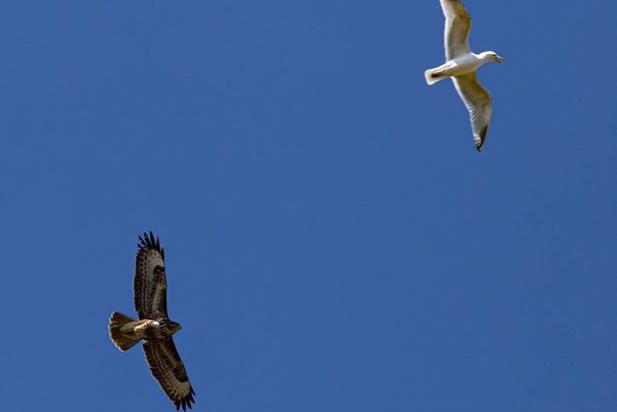 Eagled-eyed Tony Hicks saw a common buzzard and a seagull in close proximity above his home.
