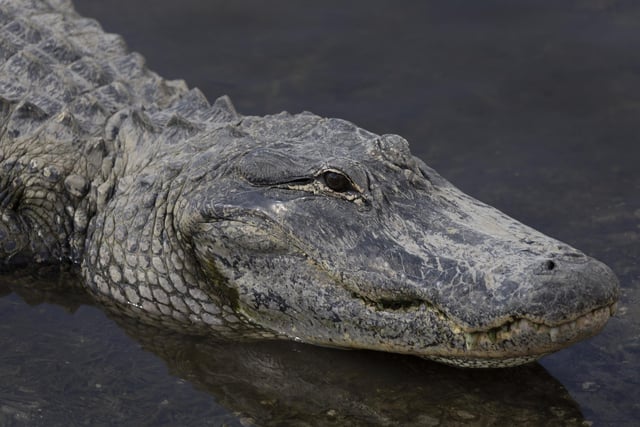 There are 37 Chinese alligators reported to be in the Havant Borough Council area. Pictured is an alligator in Miami, Florida. Picture: Joe Raedle/Getty Images.
