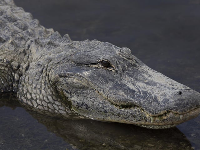 There are 37 Chinese alligators reported to be in the Havant Borough Council area. Pictured is an alligator in Miami, Florida. Picture: Joe Raedle/Getty Images.