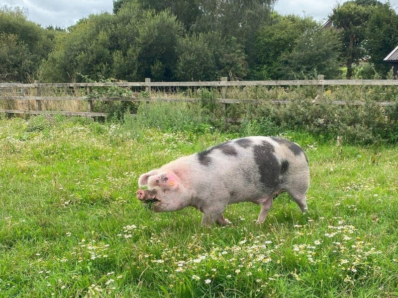 Phil is currently looking for his forever home. The three-year-old Gloucestershire Old Spot can be homed with dogs, cats and children and his full name is Philadelphia, not Phillip.
Picture credit: The Stubbington Ark