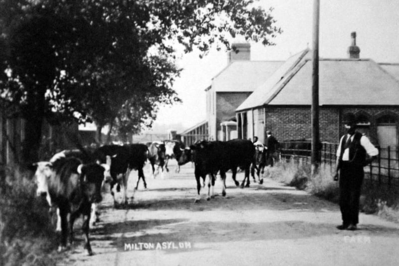 Cows at Milton Asylum
Part of the cow herd belonging to what was then called Milton Asylum.  Picture: Barry Cox postcard collection.