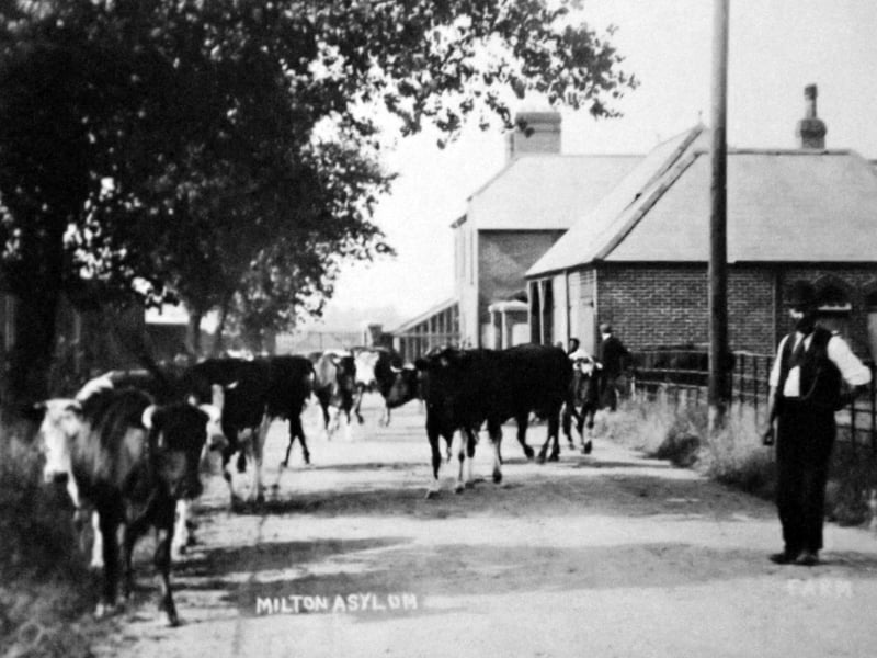 Cows at Milton Asylum
Part of the cow herd belonging to what was then called Milton Asylum.  Picture: Barry Cox postcard collection.
