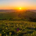 Orchids at Butser Hill in The South Downs. Picture by Lewis Watt