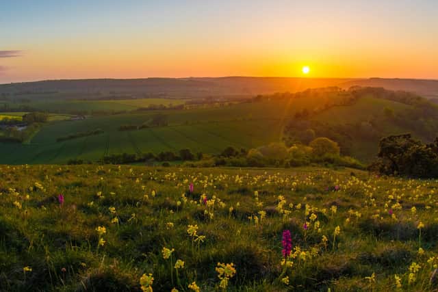 Orchids at Butser Hill in The South Downs. Picture by Lewis Watt