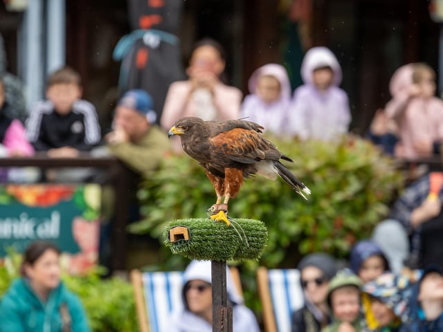 Visitors were treated to a Birds of prey display at Port Solent on Thursday, along with arts and craft for children.
Pictured - The Birds of Prey in action
Photos by Alex Shute
