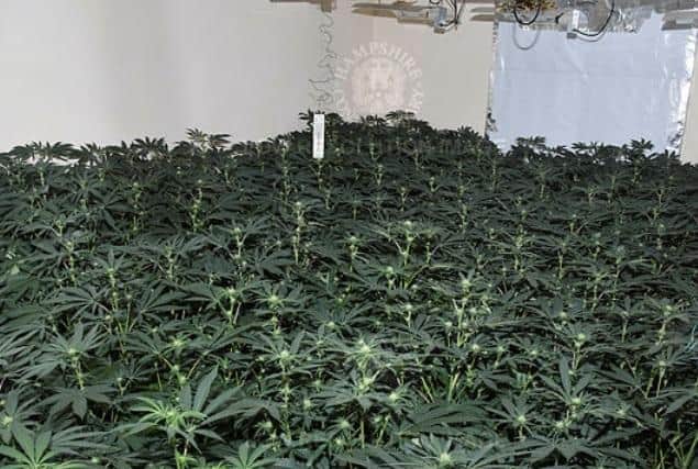 Police say they have seized hundreds of cannabis plants from two drugs factories in Southsea. Picture: Hampshire Constabulary