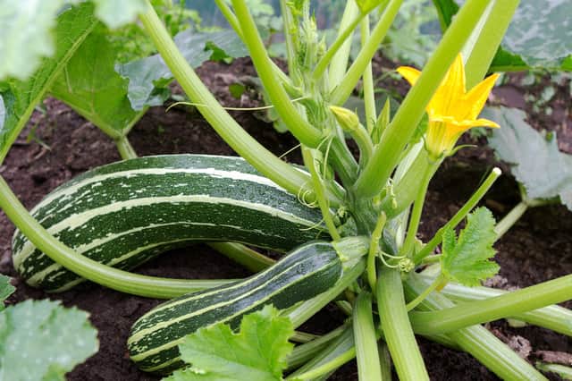 Look away and those courgettes will have become marrows...