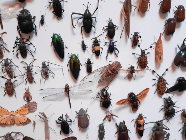 Anything with six legs is a problem for the 15 per cent of entomophobics in the UK - they have a serious fear of insects.