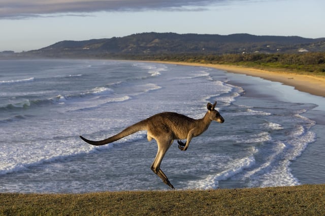 A licence is also needed to own animals from the Macropodidae family – which includes: The western and eastern grey kangaroos, the wallaroo and the red kangaroo.
(Photo by Matt Jelonek/Getty Images)