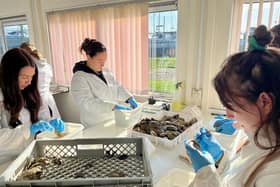 Volunteers cleaning oysters for the Final Straw Foundation Oyster Restoration Programme