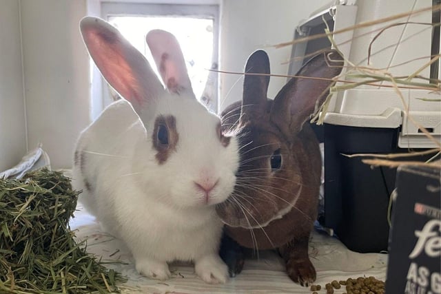 Finlay and Eliza are looking for new homes. The pair fell in love after being taken in at The Stubbington Ark.