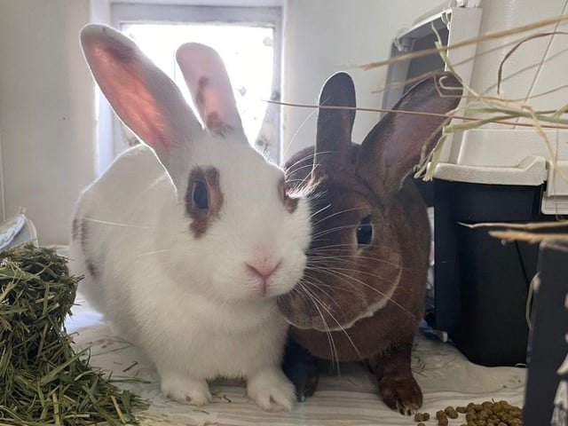 Finlay and Eliza are looking for new homes. The pair fell in love after being taken in at The Stubbington Ark.