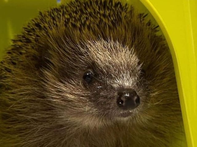 Piper the hedgehog has found his forever home after finding himself is a pickle.