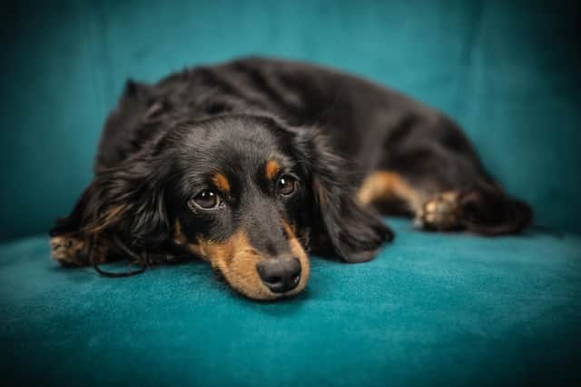 Lou video called her dachshund to check in.