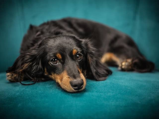 Lou video called her dachshund to check in.