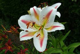 Lillies look wonderful outside in the border.