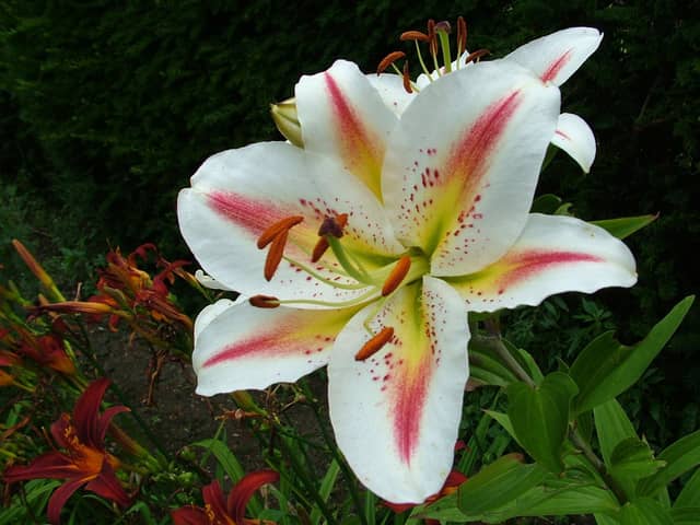 Lillies look wonderful outside in the border.