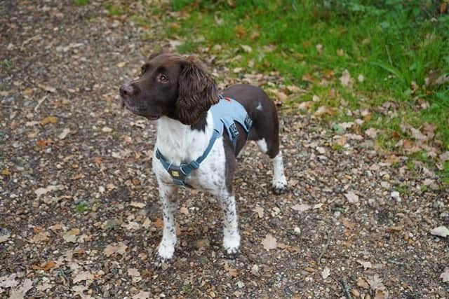 Specially trained detection dog, Kilo.