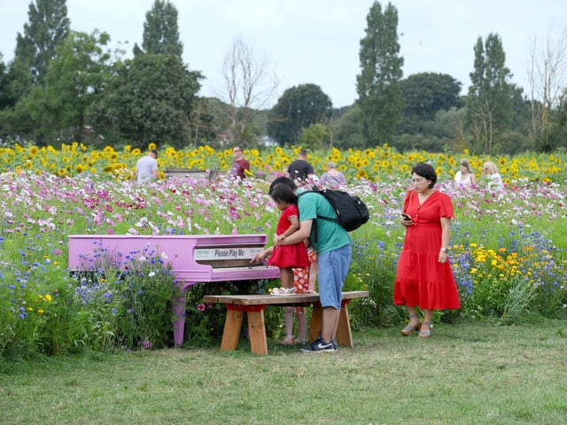 Sam's Sunflowers in Hayling Island, on Sunday, August 4, 2024.
Picture: Sarah Standing (040824-3941)