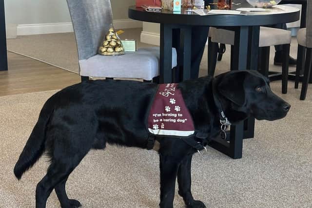 Morgan the Hearing Dog