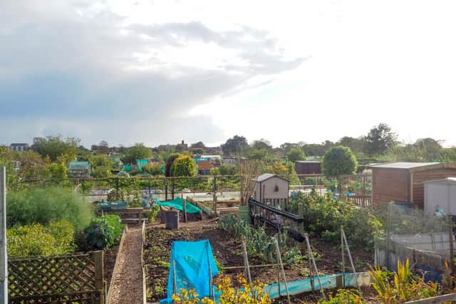GVs of Milton Allotments, Milton. Picture: Habibur Rahman