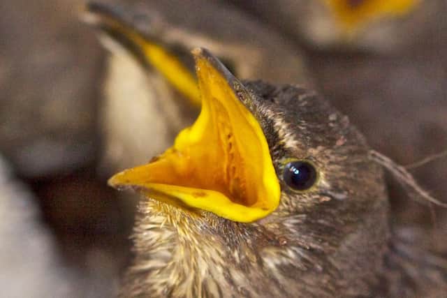 Blackbird fledglings at Brent Lodge Wildlife Hospital
