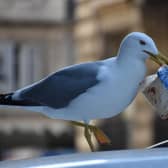 Investigators are assessing the impact of seagulls roosing beneath South Parade Pier.