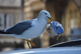 Investigators are assessing the impact of seagulls roosing beneath South Parade Pier.