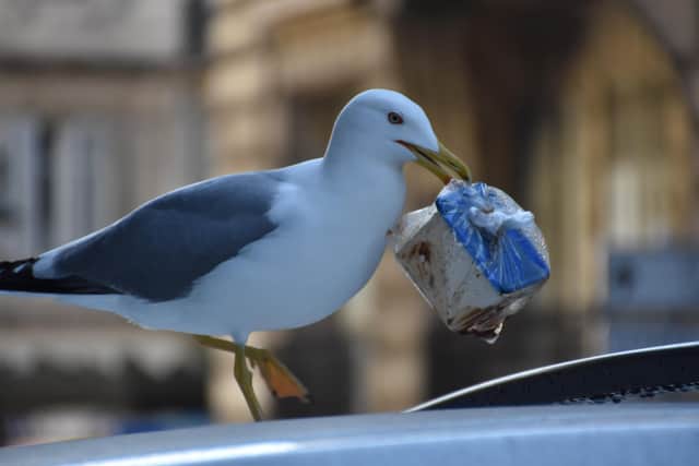 Investigators are assessing the impact of seagulls roosing beneath South Parade Pier.