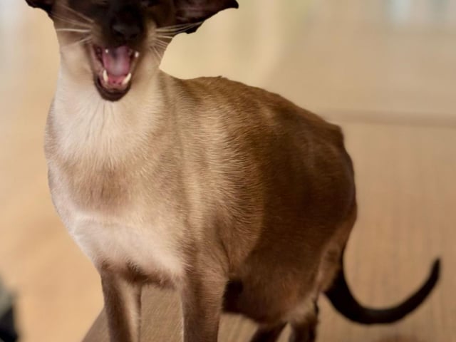 Meet a variety of cat breeds at the Cat Breed Showcase Hall!