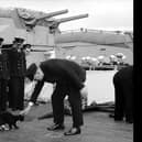 Blackie the cat meets Churchill aboard the HMS Prince of Wales. Picture: Wikimedia