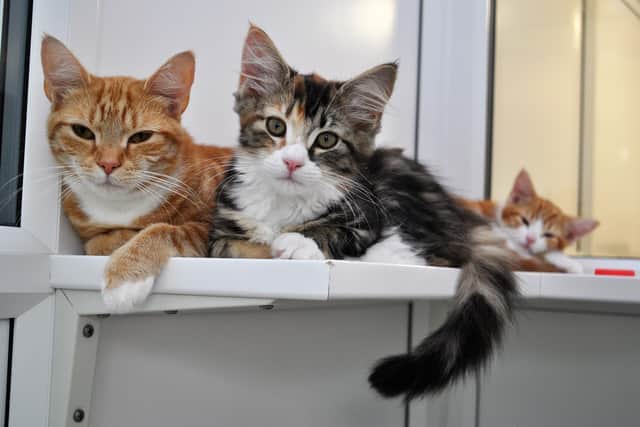 Kittens with their mum. Picture: Cats Protection